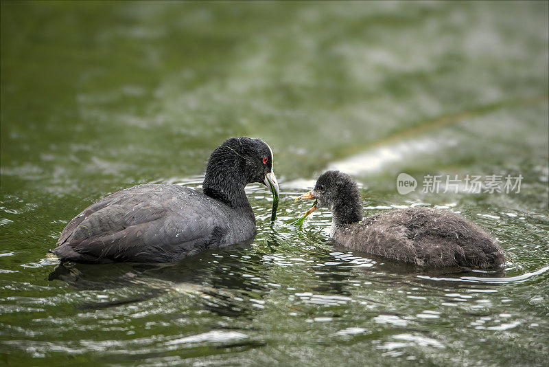 小白骨顶和母亲喂养(Fulica atra)